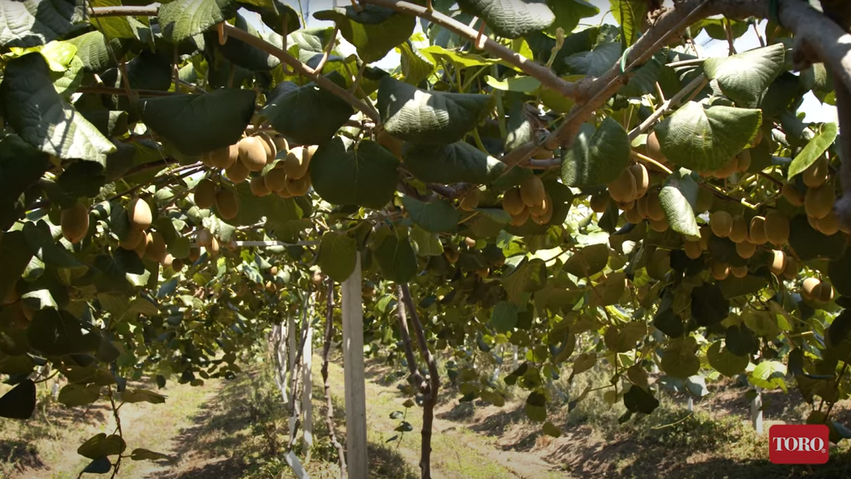 FOTO_FILARI_1_AD|FOTO_PANORAMA_2_AD|Mytorotempus WEB